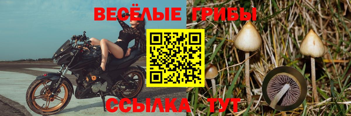 Галлюциногенные грибы GOLDEN TEACHER Саранск